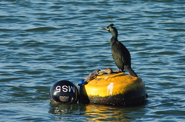17 01 15_0334_edited-1.jpg - SHAG - BIRDS OF POOLE HARBOUR FAMILY TRIP - 17.1.15